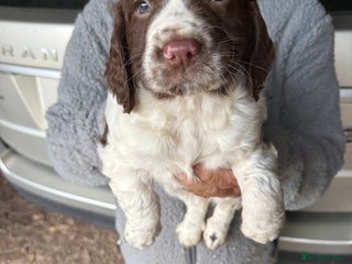 Sprocker dogs 1 beautiful boy looking for his forever home - Advert 10