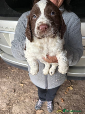 Sprocker dogs 1 beautiful boy looking for his forever home - Advert 8