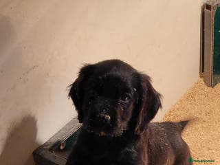 Cocker Spaniel dogs Cocker spaniel puppies - Advert 6