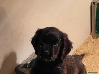 Cocker Spaniel dogs Cocker spaniel puppies - Advert 3