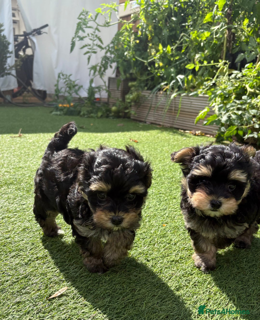 Maltipoo dogs for sale: Tiny maltipoo puppies  - Image 2
