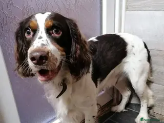 English Springer Spaniel dogs ‼️ URGENT FOSTER OR FOSTER TO ADOPT 💙🐶 TOMMY - Advert 13