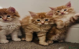 Maine Coon cats for sale: Beautiful Maine Coon x fur babies  - Image 5