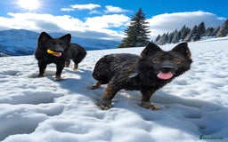 German Shepherd dogs for sale: DDR line German Shepard  - Image 8
