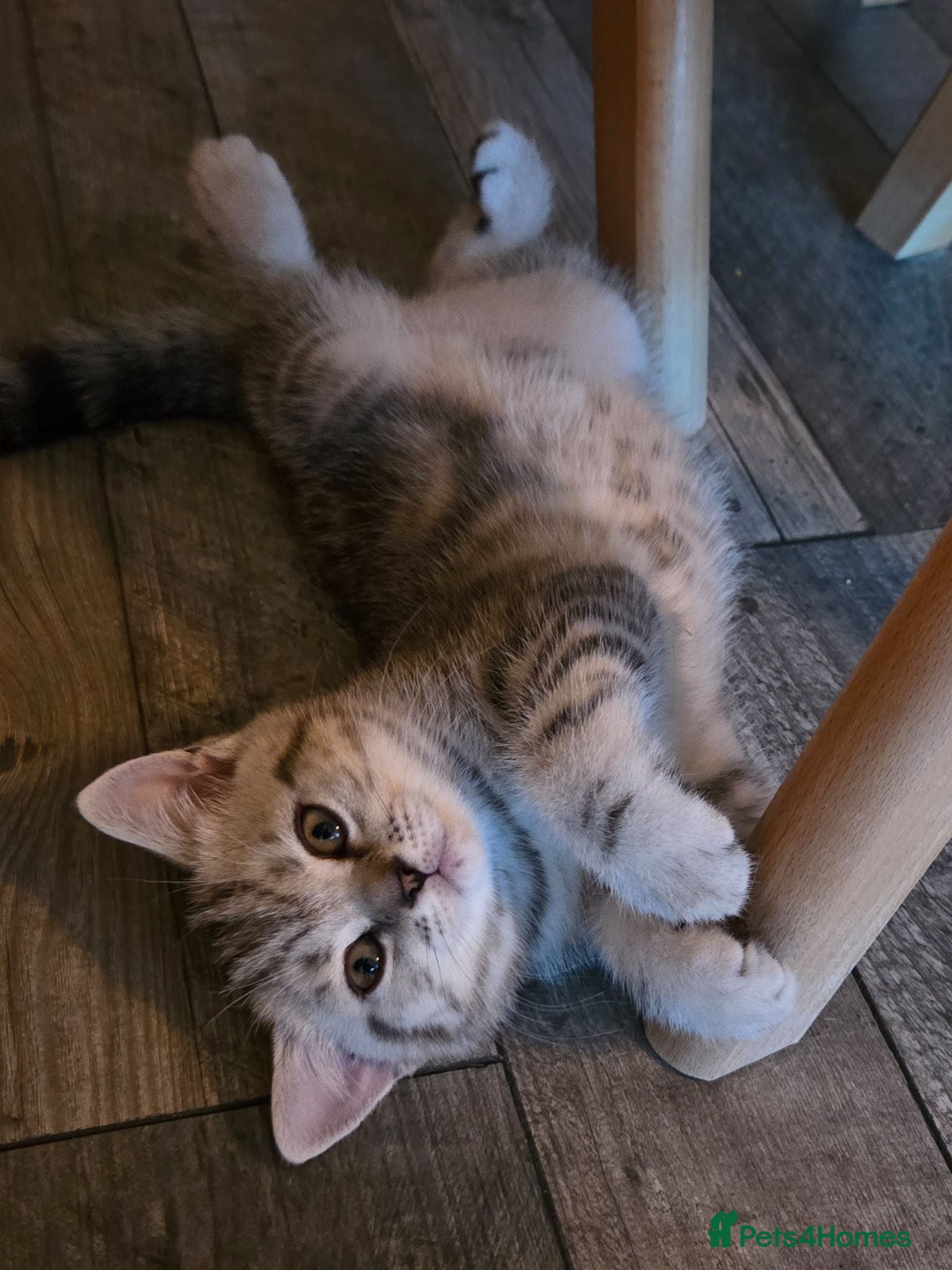 Scottish Fold cats Scottish Fold/Straight Kittens For Sale  - Advert 2