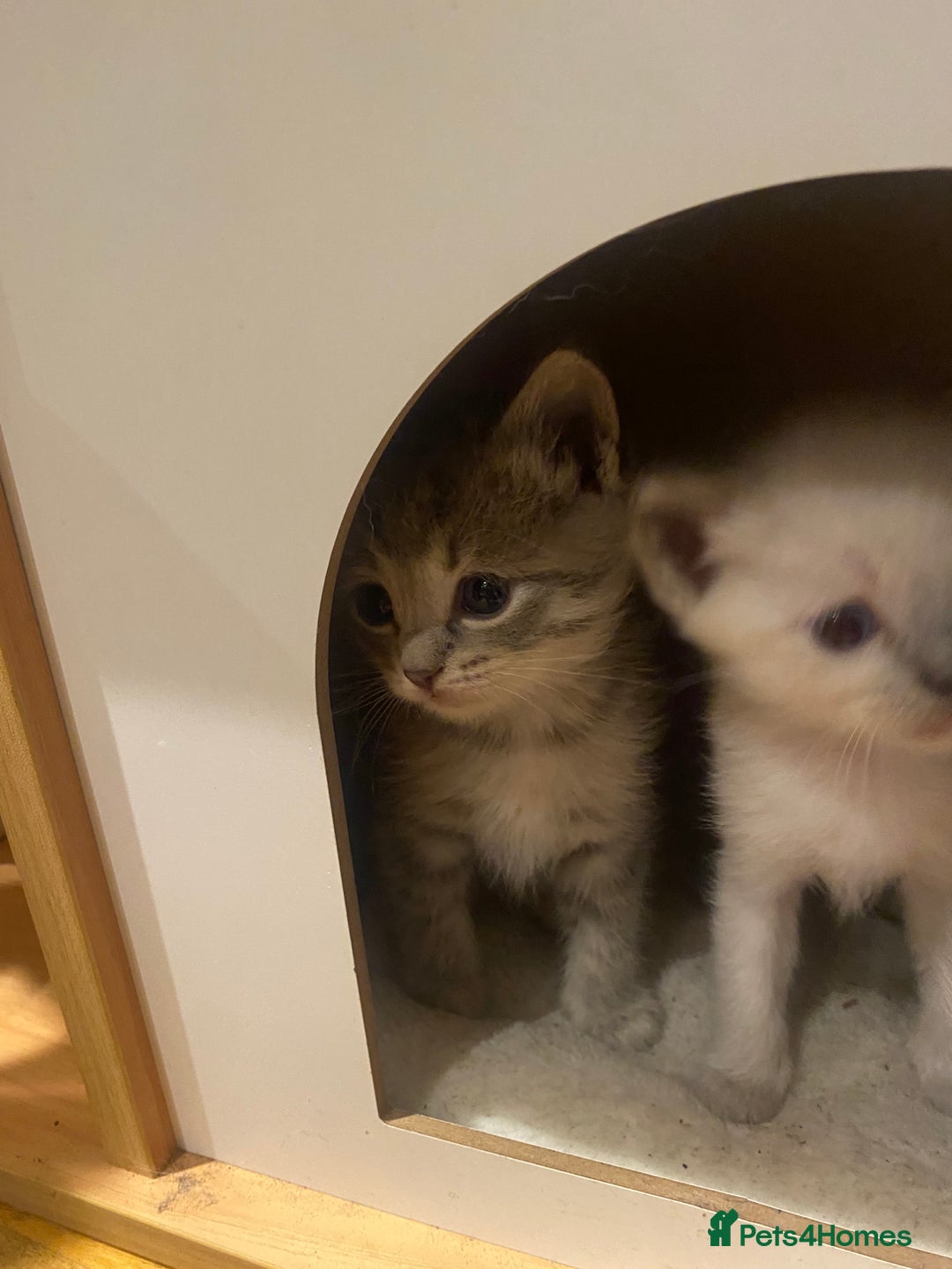 Siberian cats for sale: EXCLUSIVE Siberian Neva Masquerade-Luxury Lineage - Image 24