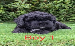 Miniature Poodle dogs for sale: Foodle French Bulldog X Poodle Ready Now - Image 20