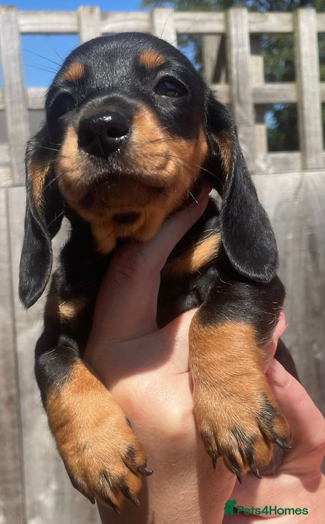 Miniature Dachshund dogs for sale: Beautiful Miniature Daschunds  - Image 30