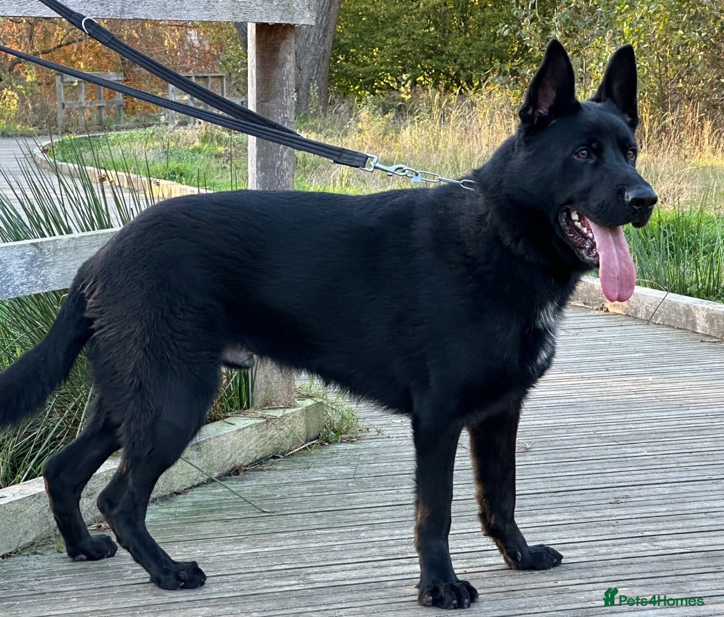 German Shepherd dogs TRAINED GERMAN SHEPARD  - Advert 1