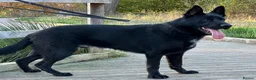German Shepherd dogs for sale: TRAINED GERMAN SHEPARD  - Advert 1