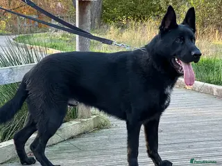 German Shepherd dogs TRAINED GERMAN SHEPARD - Advert 1