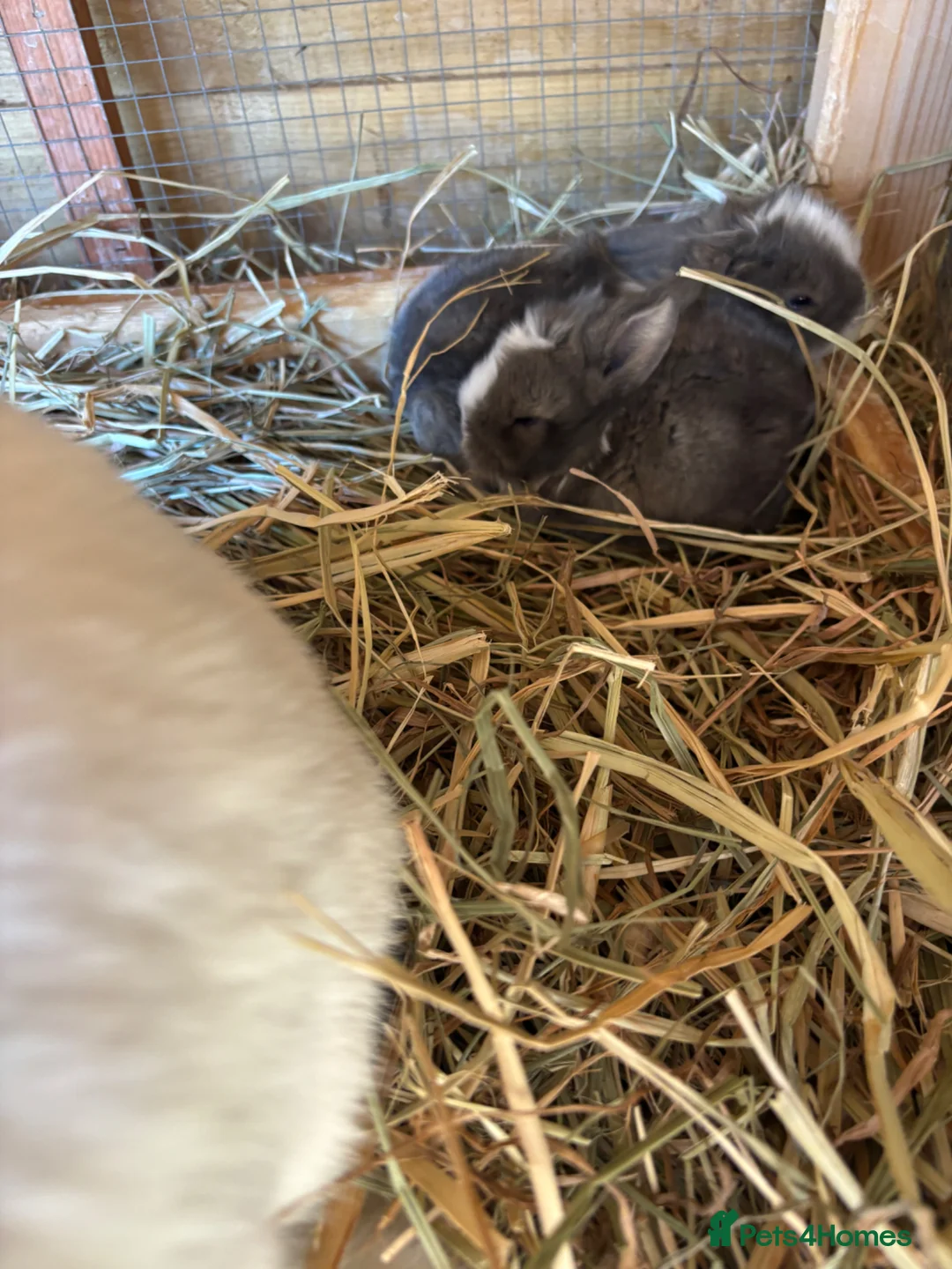 Mixed Breed rabbits for sale: Baby bunnies in Worthing - Advert 5