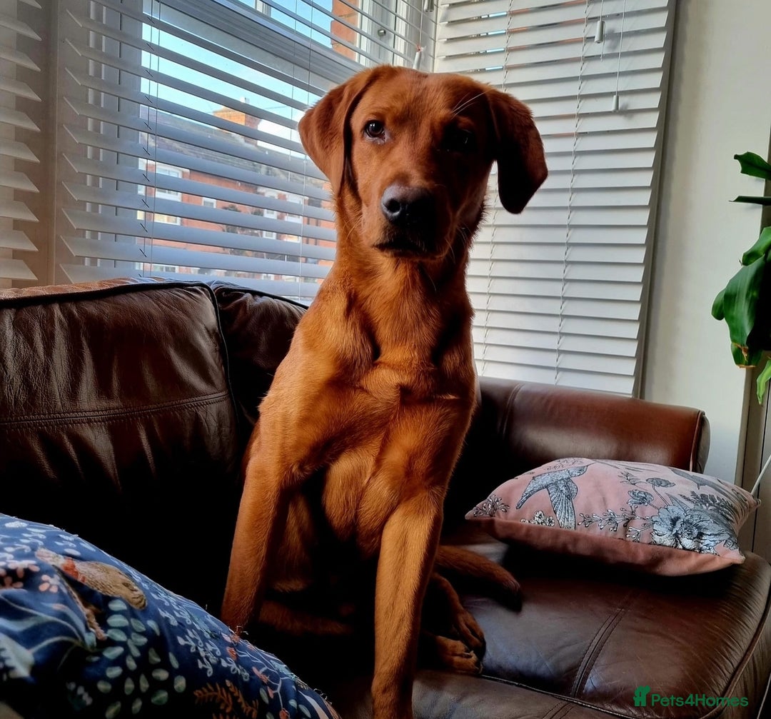 Labrador Retriever dogs for sale: KC Reg Fox Red/Yellow Labrador Pups Health Tested  - Advert 18