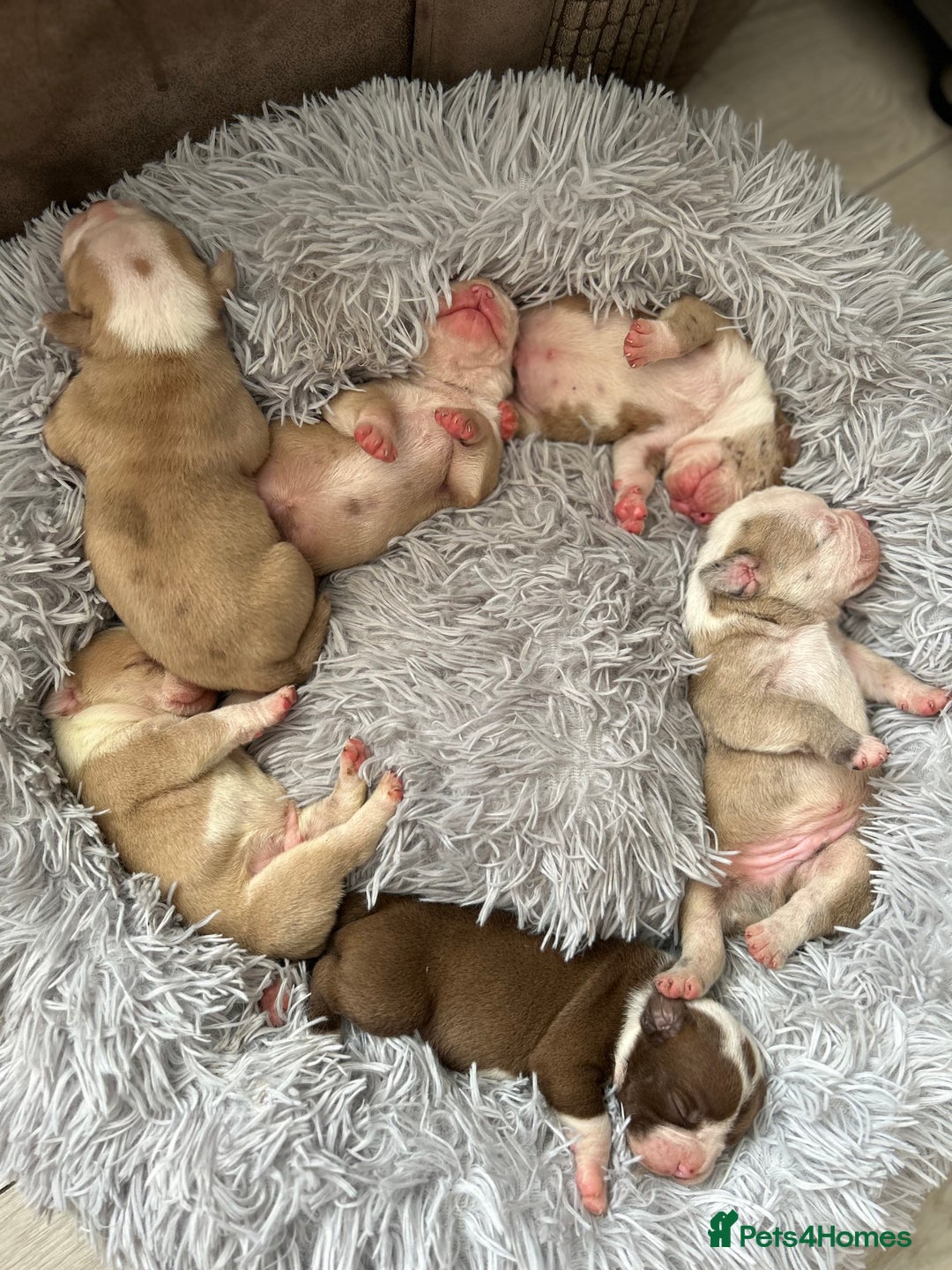 Olde English Bulldogge dogs for sale: CARTEL BLOODLINE OLDE ENGLISH PUPPIES!!  - Image 7