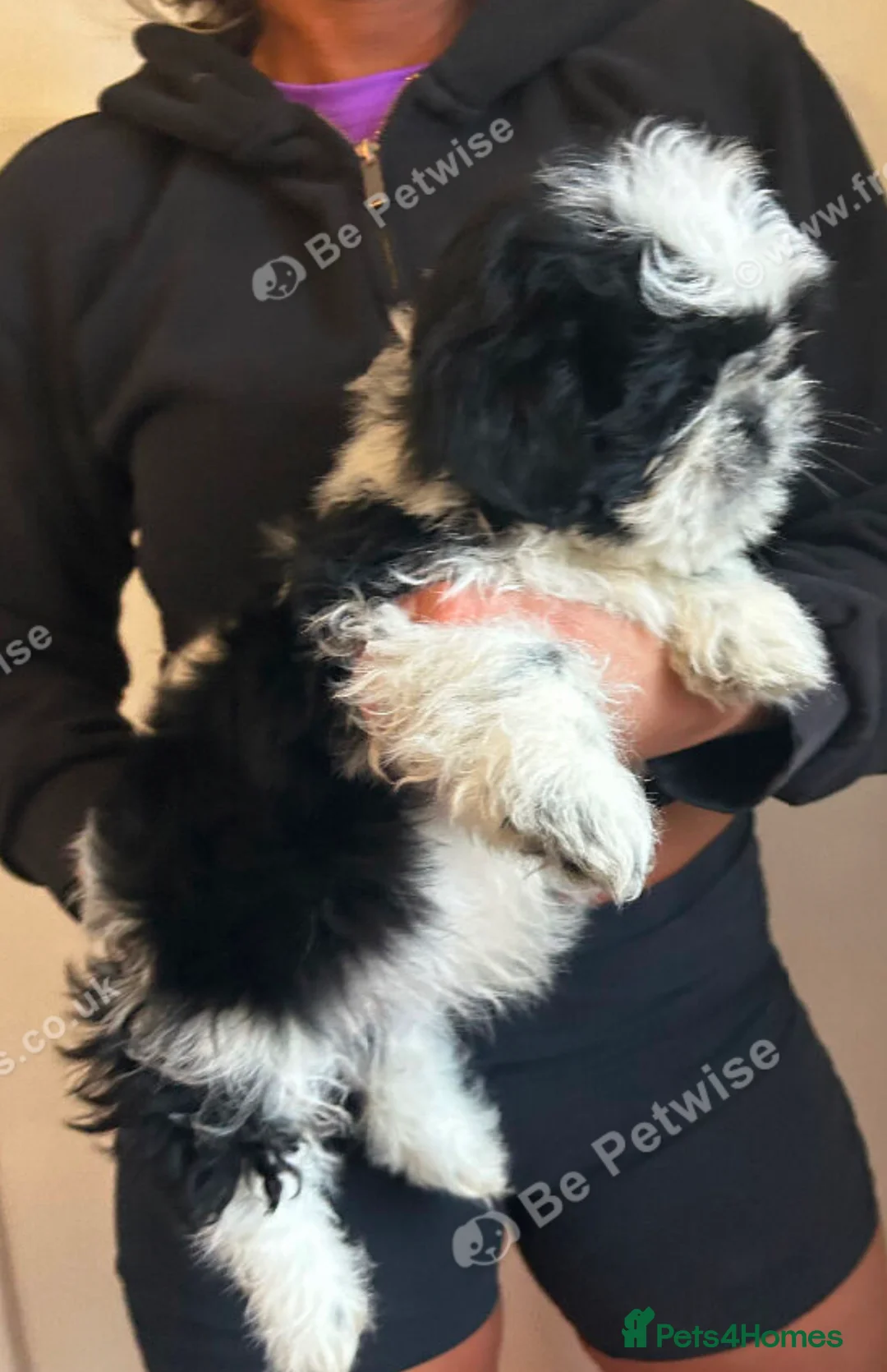 Shih Tzu dogs for sale: Shih tzu - Advert 5