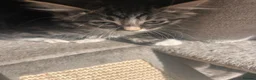 Mixed Breed cats for sale: Reduced last 2 females ragdoll x maincoon  - Advert 17