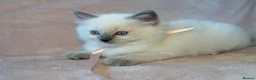 Ragdoll cats for sale: Beautiful pure ragdoll kittens  - Advert 2