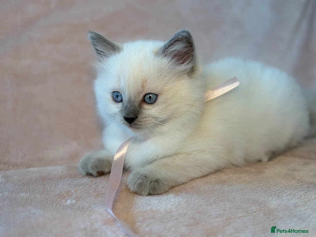 Ragdoll cats for sale: Beautiful pure ragdoll kittens  - Advert 2
