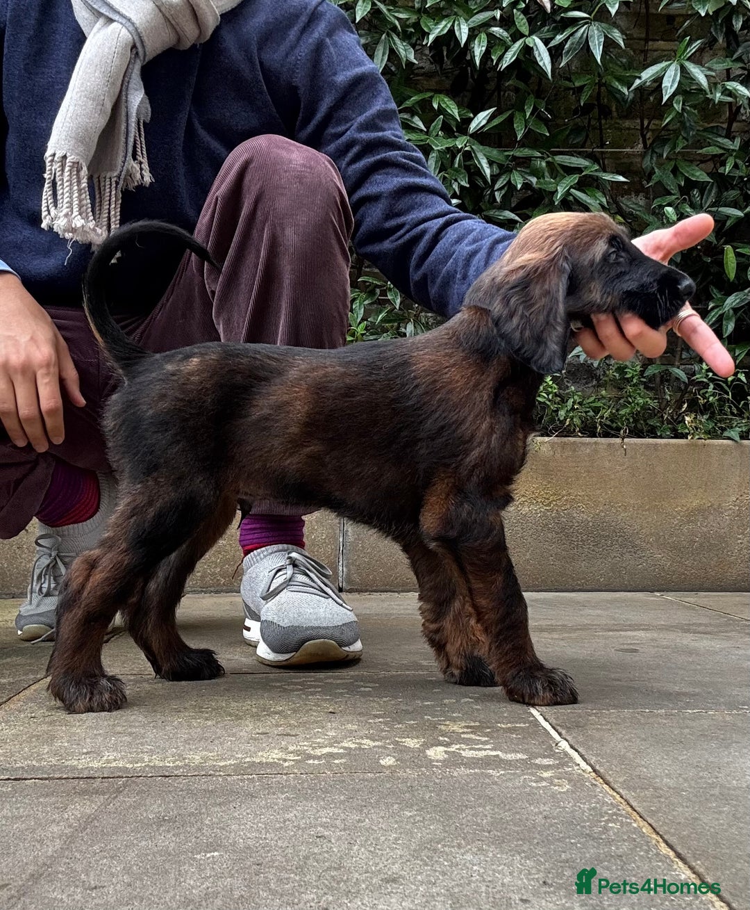 Afghan Hound dogs for sale: Afghan Hound Litter AVAILABLE - Advert 17