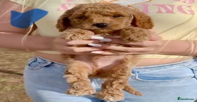 Cavapoo dogs - Advert 6