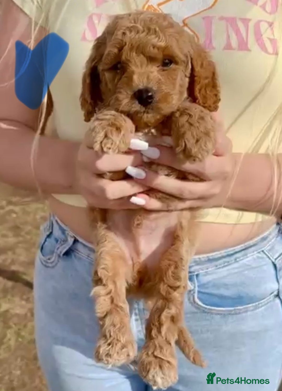 Cavapoo dogs for sale: The Cutest F1B Cavapoo Puppies For Sale! - Image 3