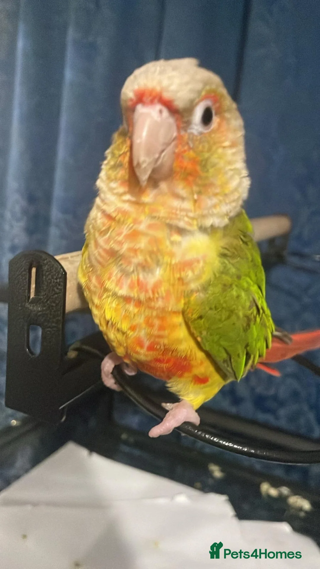 Parrots birds for sale: Pineapple conure  in London - Advert 3