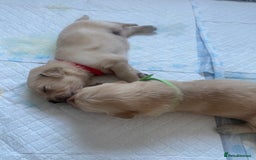 Golden Retriever dogs for sale: Golden retriever pups looking for forever homes  - Image 3