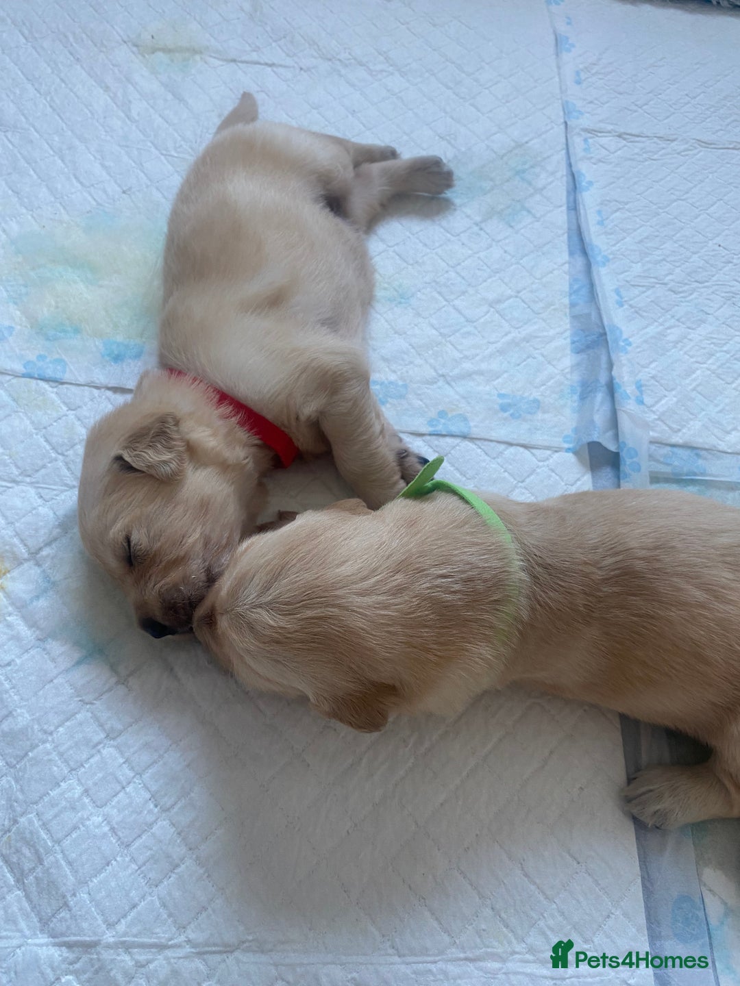 Golden Retriever dogs for sale: Golden retriever pups looking for forever homes  - Image 3