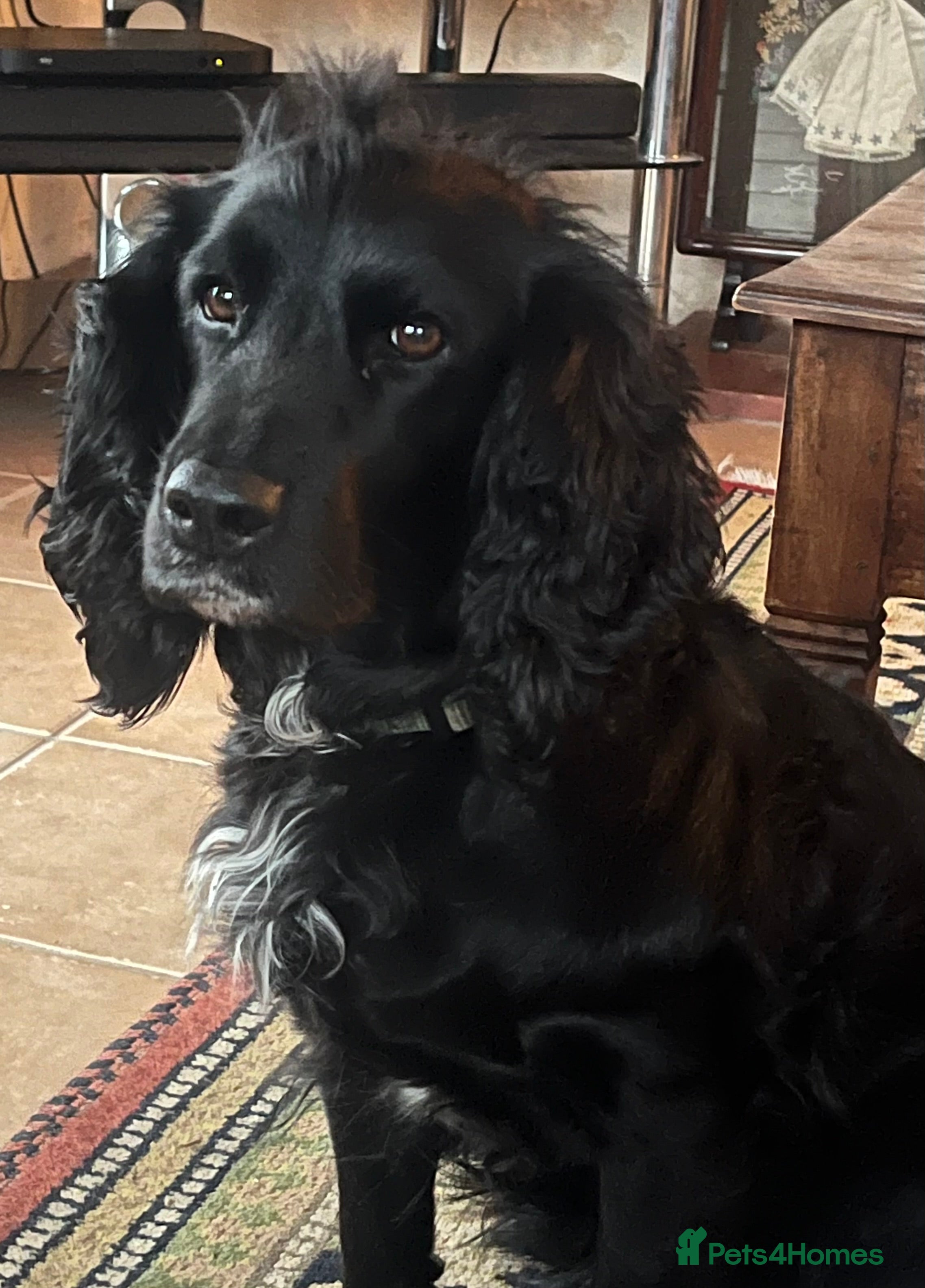 Cocker Spaniel dogs Gorgeous working cocker spaniel puppies for sale  - Advert 11