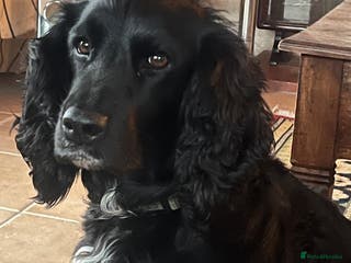 Cocker Spaniel dogs Gorgeous working cocker spaniel puppies for sale - Advert 11