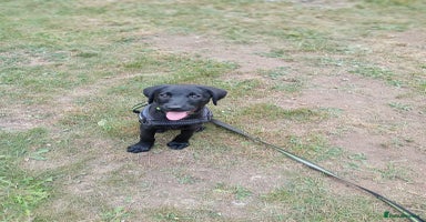 Labrador Retriever dogs - Advert 2