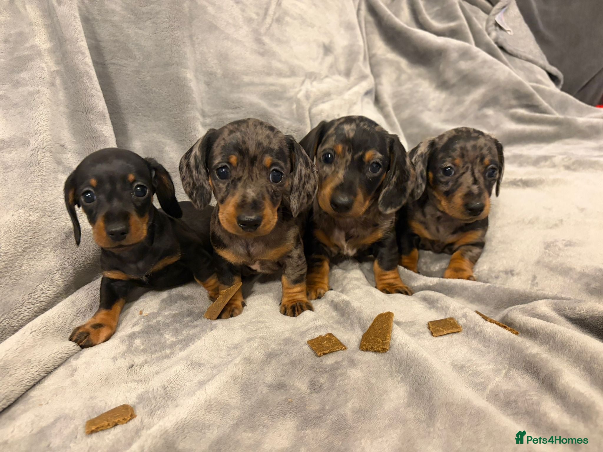 Miniature Dachshund dogs Kennel Club Miniature Dachshunds ready 23rd May - Advert 11