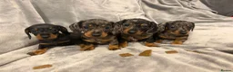 Miniature Dachshund dogs for sale: Kennel Club Miniature Dachshunds ready 23rd May - Advert 1