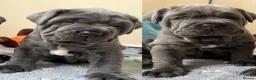 Neapolitan Mastiff dogs for sale: 2 puppies Neapolitan mastiff  - Advert 11