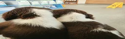 English Springer Spaniel dogs for sale: Outstanding Home Reared KC 5 ⭐️ Vetted Ready now  - Advert 10