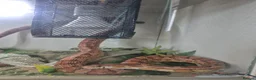 Corn Snake reptiles for sale: Corn Snake needs a new home in Harrogate - Advert 2