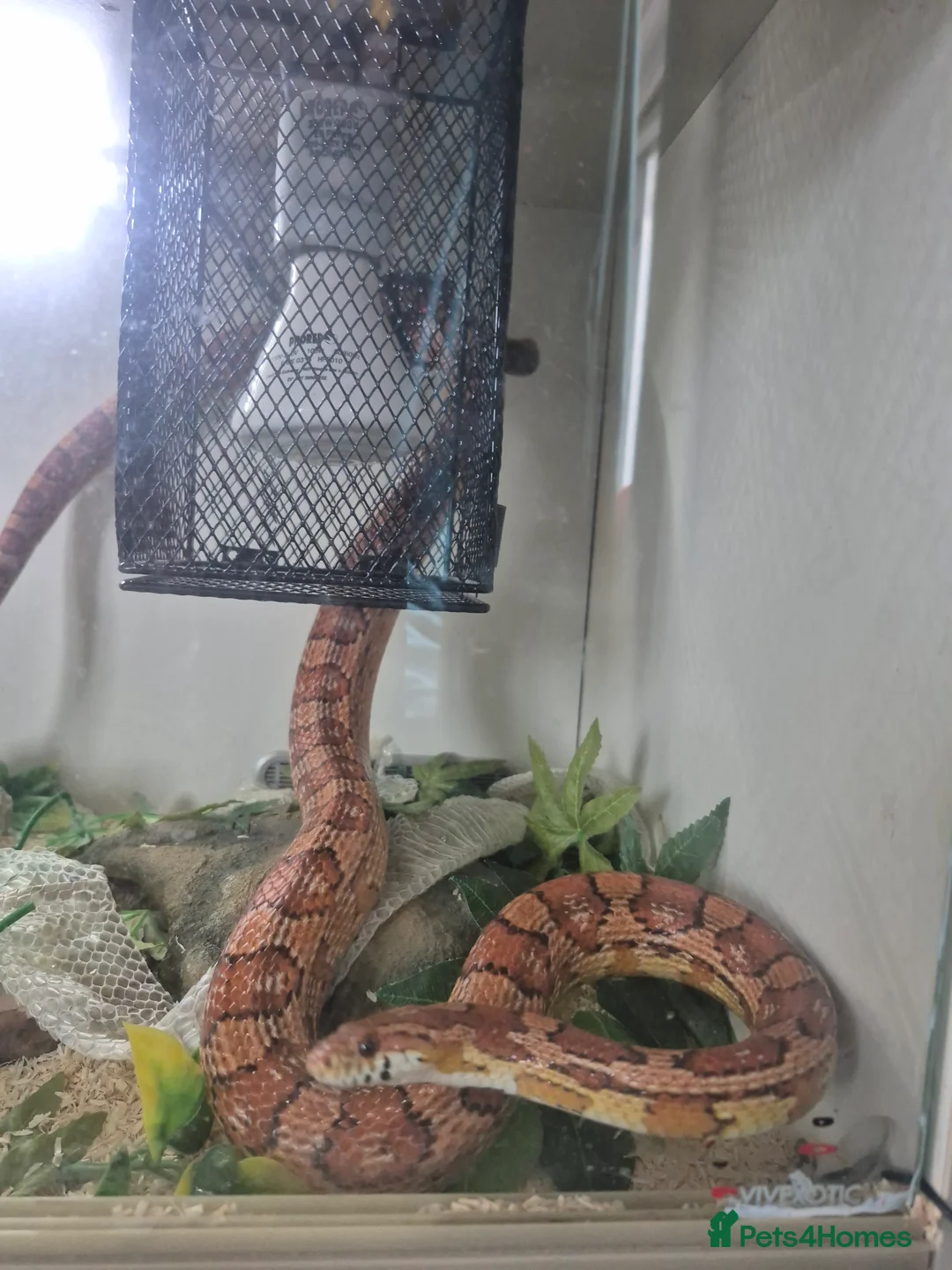 Corn Snake reptiles for sale: Corn Snake needs a new home in Harrogate - Advert 2