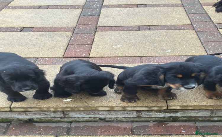 Cocker Spaniel dogs - Advert 15