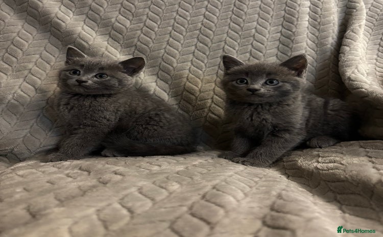 Mixed Breed cats - Advert 2