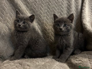 Mixed Breed cats - Advert 2