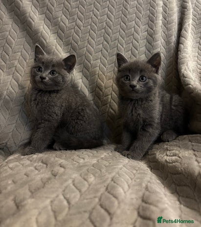 Mixed Breed cats - Advert 2