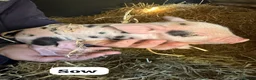 Pig livestock for sale: 🩷Do you have room in your heart for a mini pig🩷 - Advert 13