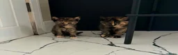 Mixed Breed cats for sale: 5 British Shorthair cross kittens. Ready now - Advert 4