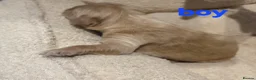 Golden Retriever dogs for sale: Golden retriever champion bloodline puppies. - Advert 40