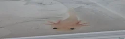 Axolotl reptiles for sale: Axolotl babies hatched 2/1/26 in Sutton-in-Ashfield - Advert 5