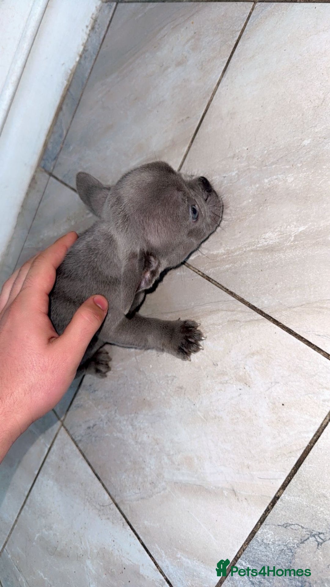 French Bulldog dogs for sale: Adorable French Bulldog Puppies - Image 10