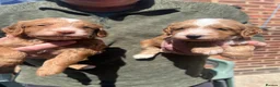 Cockapoo dogs for sale: Cockapoo Puppies For Sale  - Advert 8