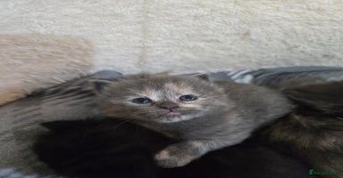 Ragdoll cats Ragdoll cross kittens  - Advert 13