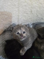 Ragdoll cats Ragdoll cross kittens - Advert 11