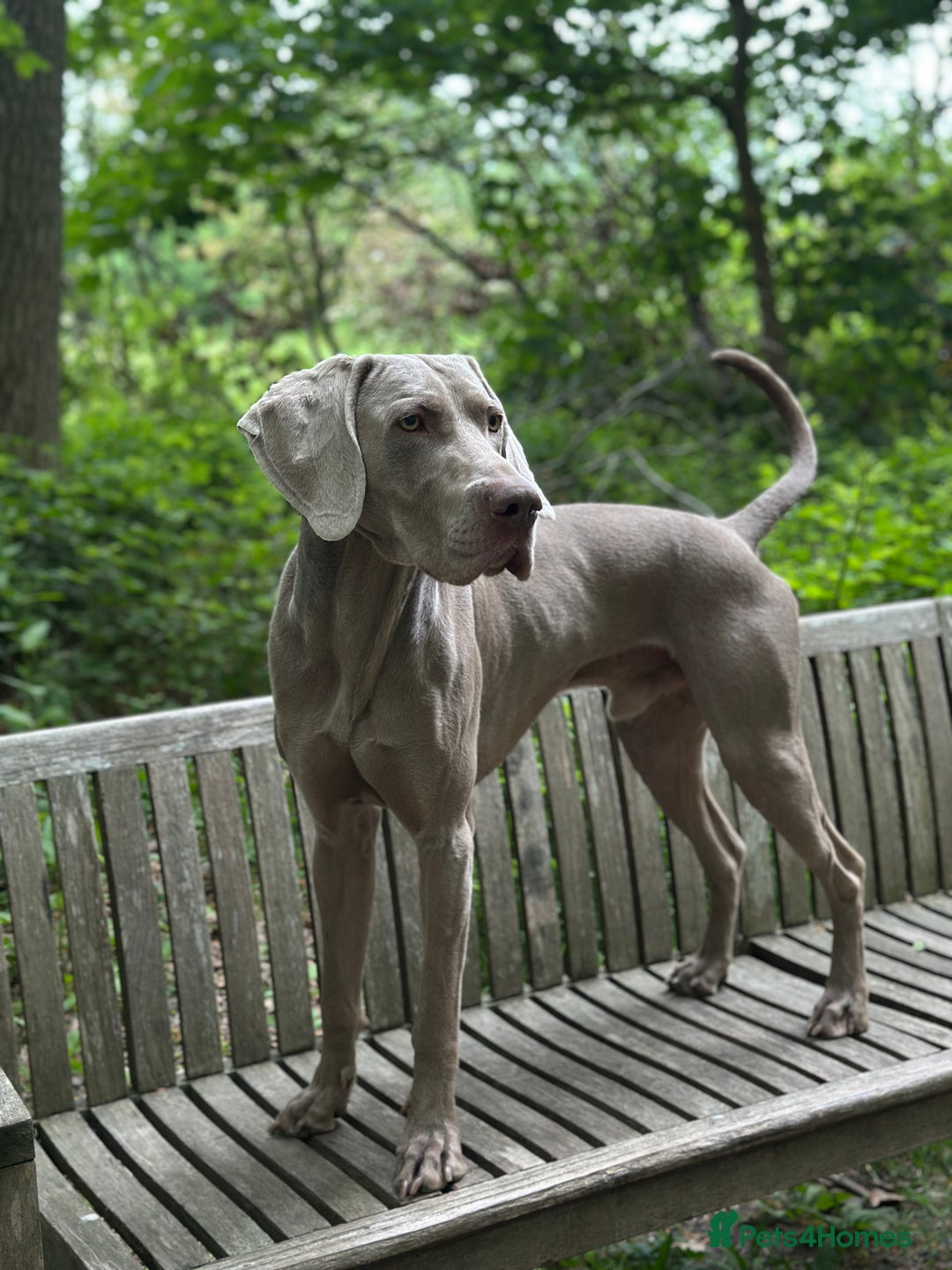 Weimaraner dogs for stud: KC Weimaraner for stud  - Advert 10